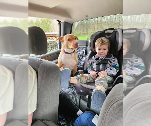 Medium Photo #4 Great Dane-Labrador Retriever Mix Puppy For Sale in Aurora, IN, USA