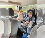 Small #3 Great Dane-Labrador Retriever Mix