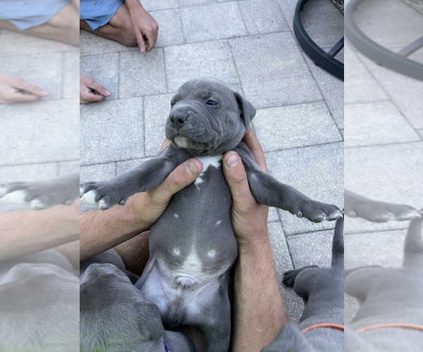 Medium Photo #4 American Pit Bull Terrier Puppy For Sale in PARRISH, FL, USA