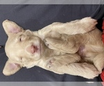 Small Photo #11 Goldendoodle Puppy For Sale in CHULA VISTA, CA, USA