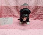 Small #1 Maltipoo