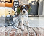 Small #1 Australian Cattle Dog
