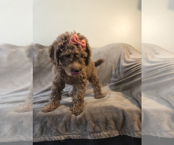 Medium Photo #4 Goldendoodle Puppy For Sale in KENDALL, FL, USA
