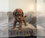 Small Photo #4 Goldendoodle Puppy For Sale in KENDALL, FL, USA