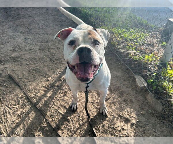 Medium Photo #2 American Bulldog Puppy For Sale in Ocala, FL, USA