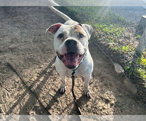 CHURRO - Male American Bulldog Dog for Adoption - Photo #2