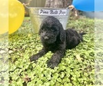 Small Photo #6 Miniature Labradoodle Puppy For Sale in OCEAN SPRINGS, MS, USA