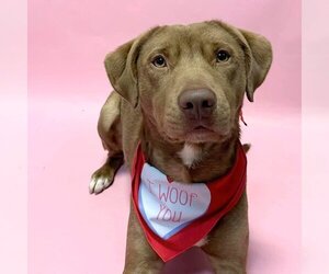 Labrador Retriever-Unknown Mix Dogs for adoption in South Bend, IN, USA