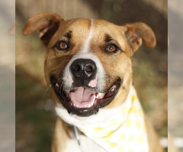 Medium Photo #2 Mutt Puppy For Sale in San Antonio, TX, USA