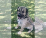 Small #5 Mastiff