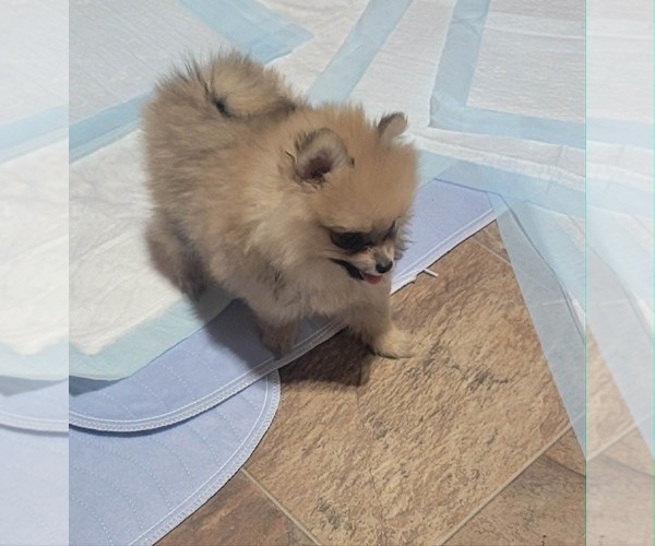Medium Photo #4 Pomeranian Puppy For Sale in LOYAL, WI, USA