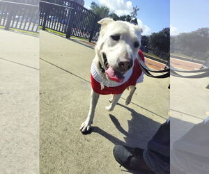 Labrador Retriever-Unknown Mix Dogs for adoption in Sanford, FL, USA