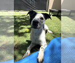 Small Photo #7 Mutt Puppy For Sale in Euless, TX, USA