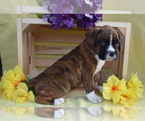 Boxer Puppy for sale in MILLERSBURG, OH, USA