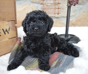 Shih-Poo Puppy for sale in HONEY BROOK, PA, USA