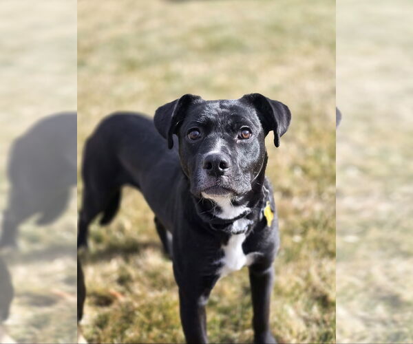 Medium Photo #3 Labrador Retriever Puppy For Sale in Sandy, UT, USA