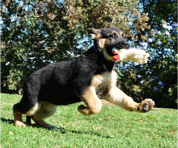 Medium Photo #9 German Shepherd Dog Puppy For Sale in MURRIETA, CA, USA