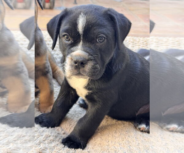 Medium Photo #2 Bulldog-Labrador Retriever Mix Puppy For Sale in Lake Elsinore, CA, USA