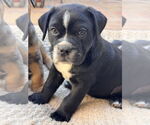 Small #1 Bulldog-Labrador Retriever Mix