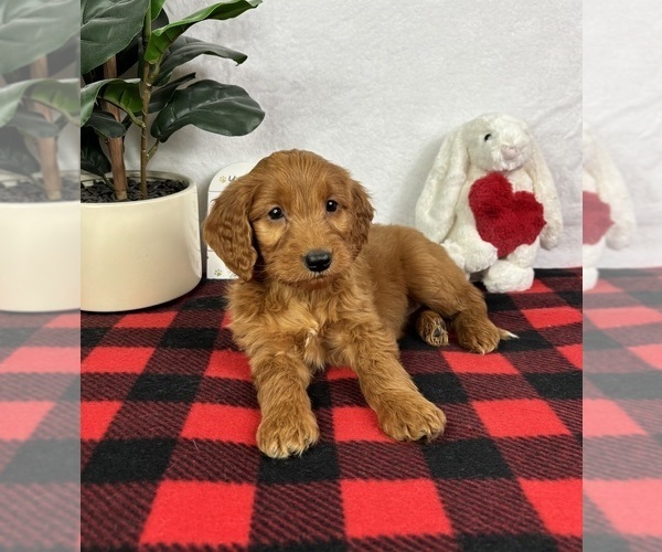 Medium Photo #4 Goldendoodle (Miniature) Puppy For Sale in GREENFIELD, IN, USA