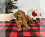 Small #3 Goldendoodle (Miniature)