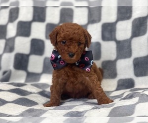 Goldendoodle (Miniature) Puppy for sale in LAKELAND, FL, USA