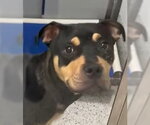 Small #1 Rottweiler Mix