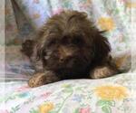 Small Photo #2 Havanese Puppy For Sale in PARKER, CO, USA