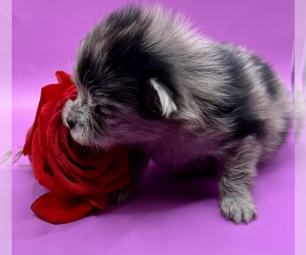 Medium Photo #8 Pomeranian Puppy For Sale in PORTLAND, ME, USA