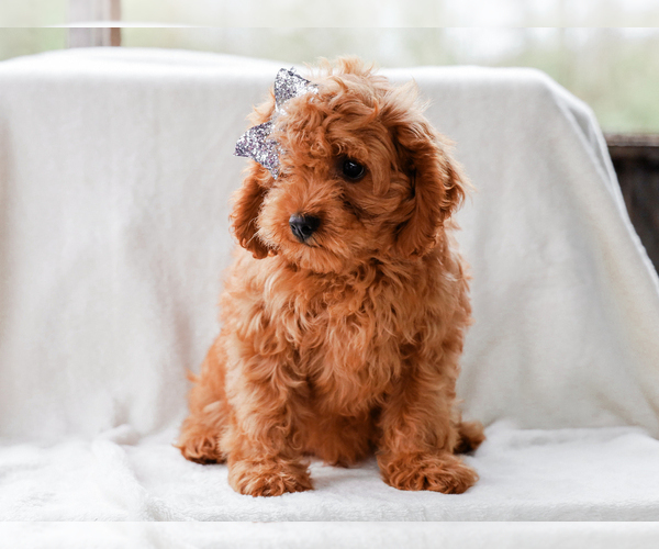 Medium Photo #2 Cavalier King Charles Spaniel-Poodle (Toy) Mix Puppy For Sale in LIBERTY, KY, USA