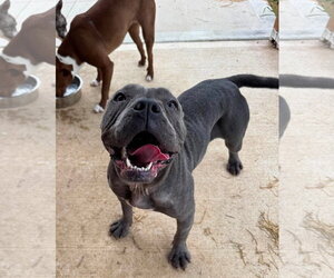 Mutt Dogs for adoption in Germantown, OH, USA