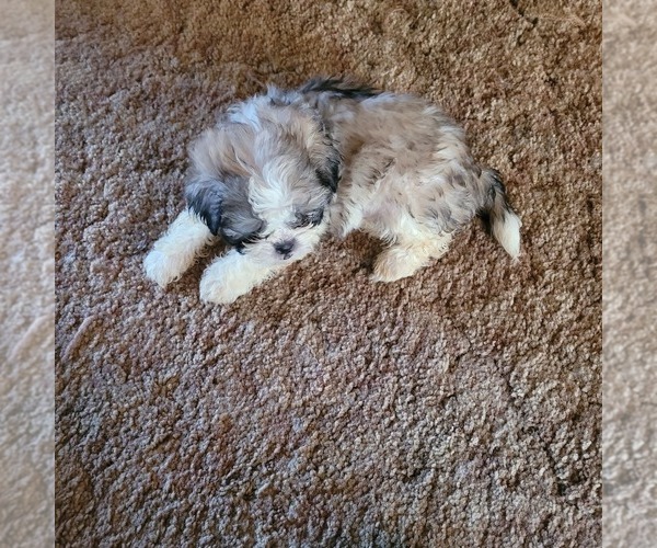 Medium Photo #2 Shih-Poo Puppy For Sale in HOBART, IN, USA