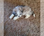 Female 1 - Female Shih-Poo Puppy for Sale - Photo #2