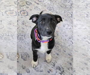 Shepradors Dogs for adoption in New London, WI, USA