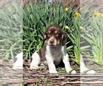 Small Photo #11 Labradinger Puppy For Sale in LISLE, NY, USA