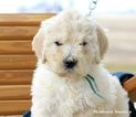 Small Photo #2 Goldendoodle Puppy For Sale in ARCHBOLD, OH, USA