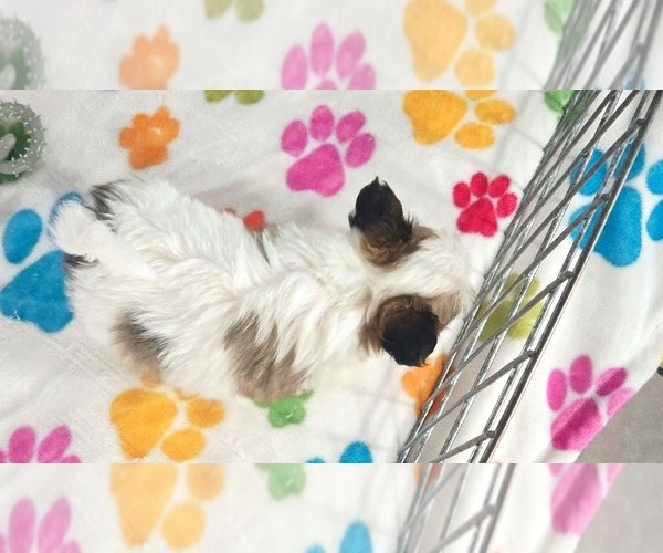 Medium Photo #5 Papitese Puppy For Sale in ORO VALLEY, AZ, USA