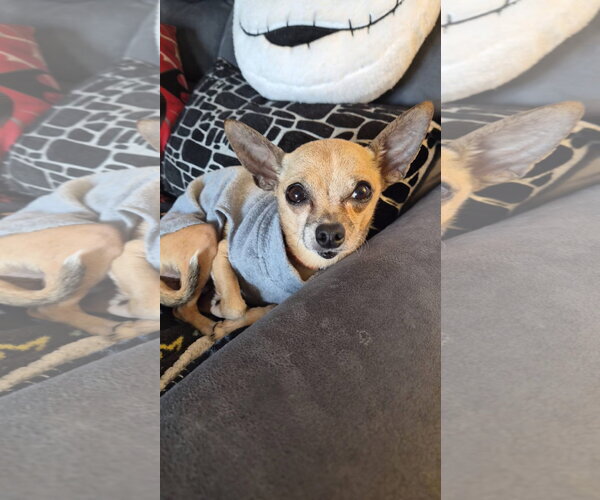 Medium Photo #1 Chihuahua Puppy For Sale in Shermans Dale, PA, USA