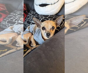 Chihuahua Dogs for adoption in Shermans Dale, PA, USA