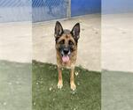 Small German Shepherd Dog