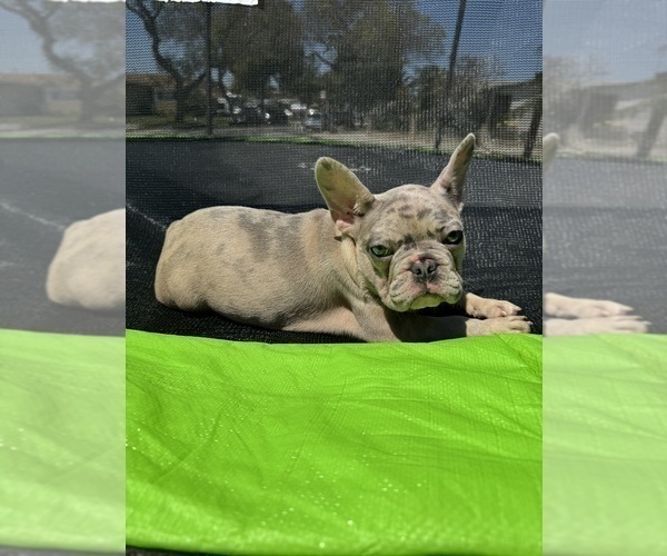 Medium Photo #11 French Bulldog Puppy For Sale in NORWALK, CA, USA