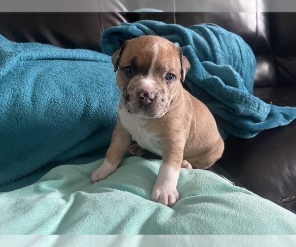 Medium Photo #168 American Bully Puppy For Sale in REESEVILLE, WI, USA
