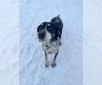 Small #3 German Shorthaired Pointer Mix