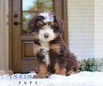 Small #1 Bernedoodle (Miniature)