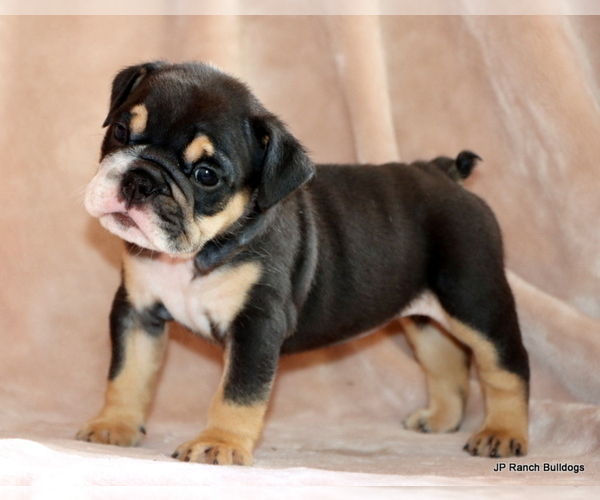 Medium Photo #4 Bulldog Puppy For Sale in WINNSBORO, TX, USA
