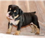 Small #3 Bulldog