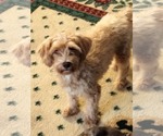 Brooklyn - Female Poodle (Miniature) Dog for Adoption - Small photo