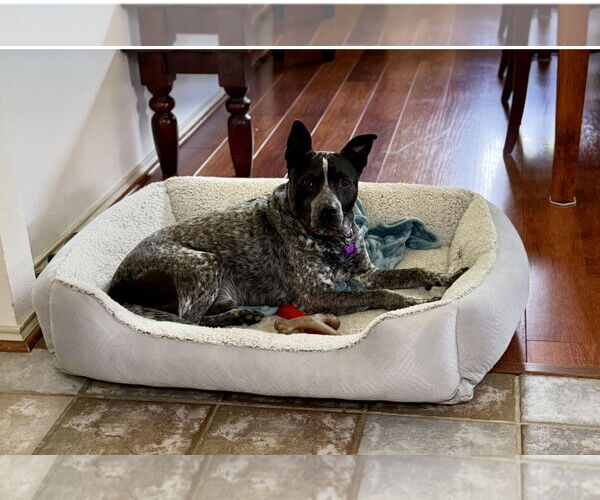 Medium Photo #18 Mutt Puppy For Sale in Euless, TX, USA