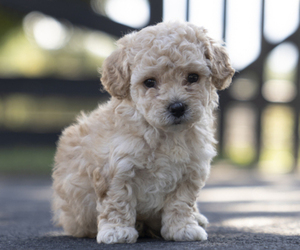 Bichpoo-Maltipoo Mix Puppy for sale in LEESBURG, VA, USA