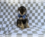 Small #6 Schnauzer (Miniature)